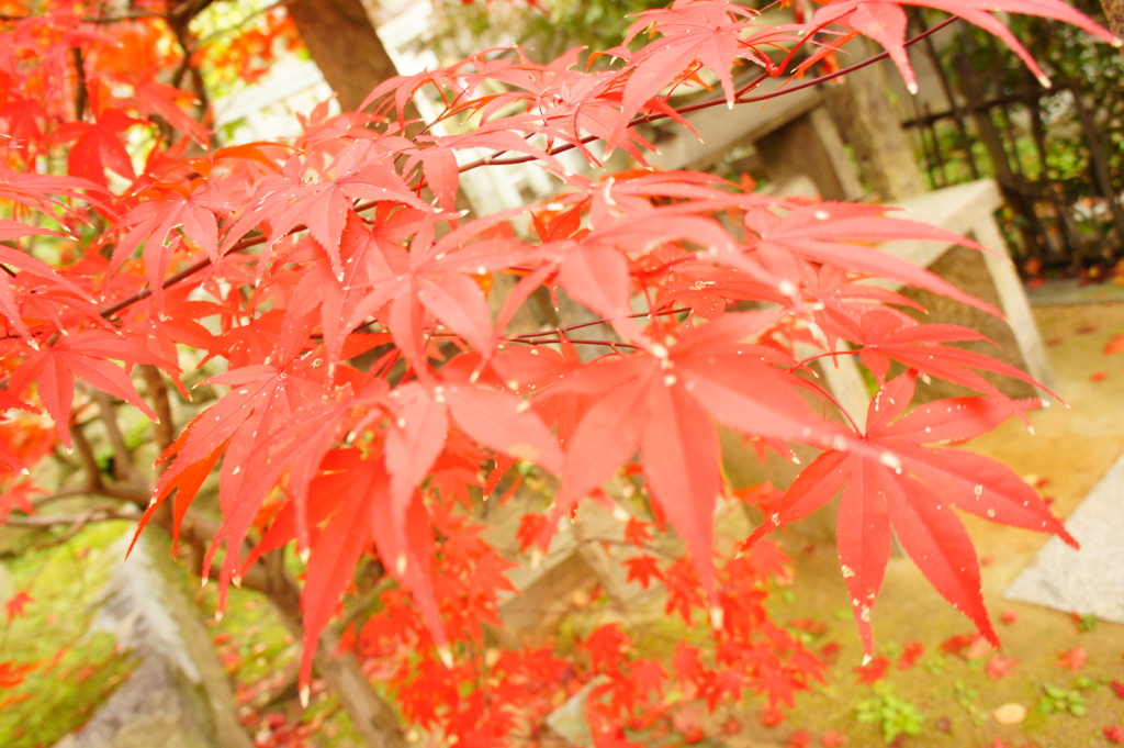 神戸の紅葉