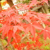 神戸の紅葉