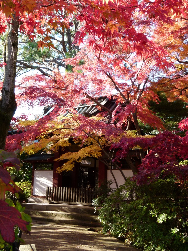 本土寺の紅葉
