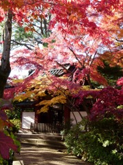 本土寺の紅葉