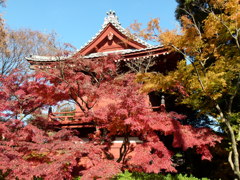 長谷山本土寺の紅葉
