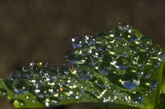 たくさんの水玉