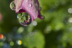 Fiori e acqua