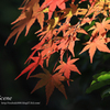 紅葉