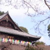 長谷寺　～本堂を望む～