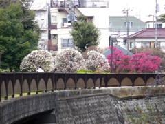 梅と橋