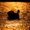 Ｔwilight