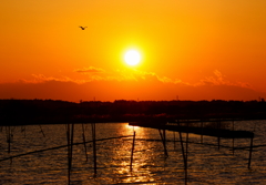 鷺と夕日