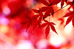 autumn red