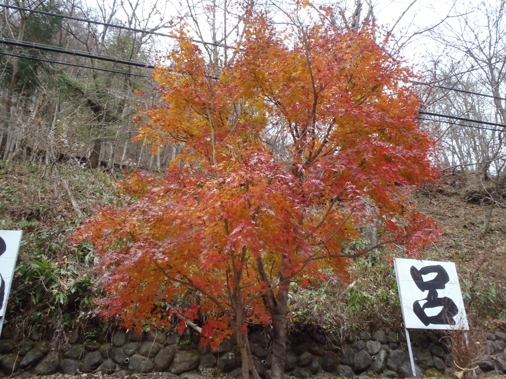 白根温泉紅葉！