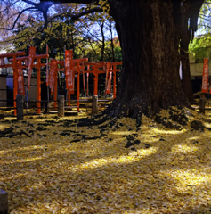 東京二眼旅行　雑司ヶ谷鬼子母神