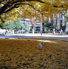 東京二眼旅行　東大本郷キャンパス