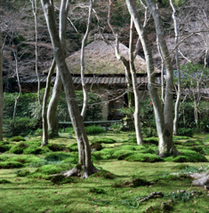 京都フレクサレット　京のむき出し iv