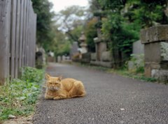 東京645 墓地と猫