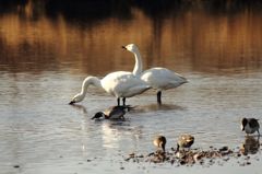 もぐもぐ･･･ｳﾒｪ