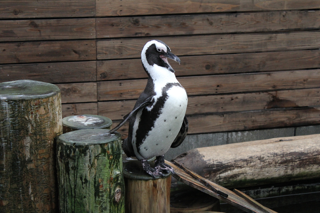 WRYYYYYYYYYYYYYYYYYーッ！