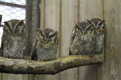 家族みんなで寝たふり