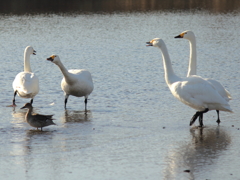あ？やんのかこらぁ～