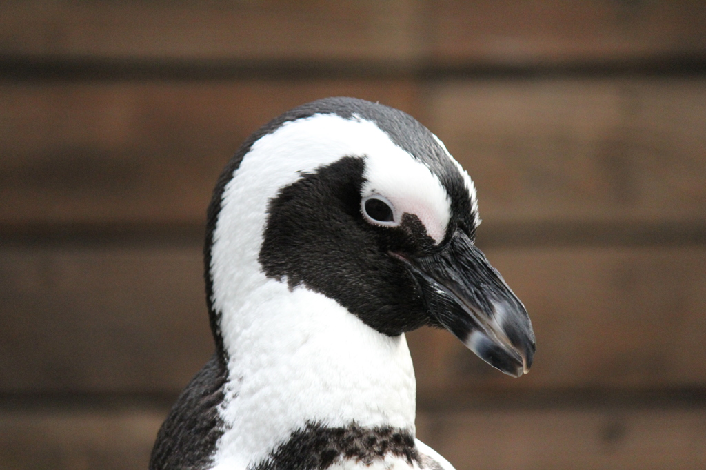ケープペンギン