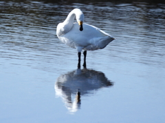 水の中に仲間がいる･･･！