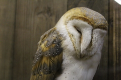 何か用かね･･･