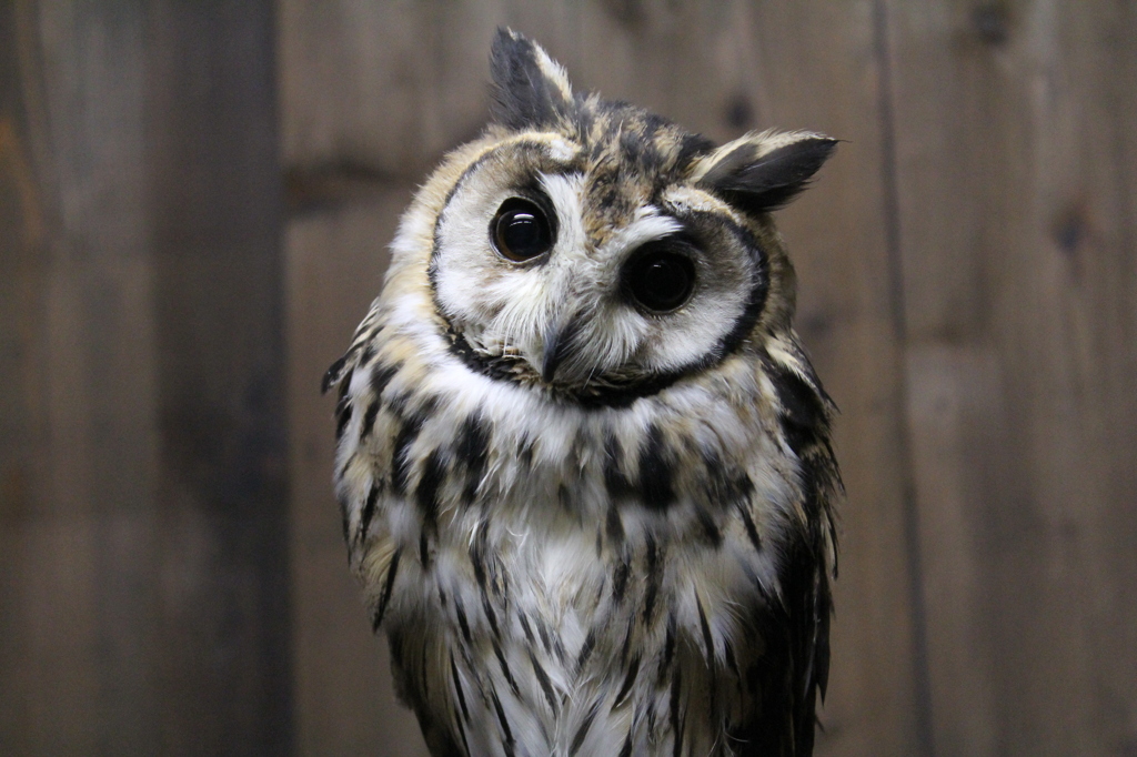 ウサギフクロウ