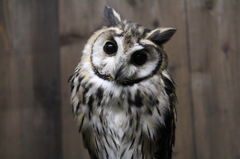 ウサギフクロウ