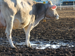 傷心のカフェオレ