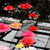 散ってもなお