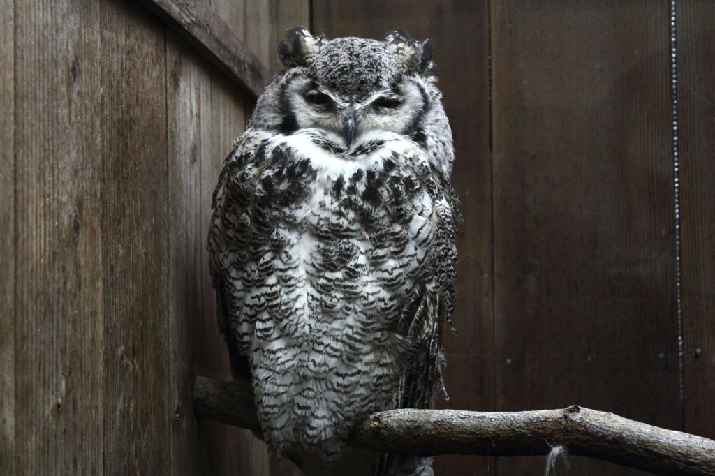 アメリカワシミミズク