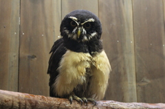 メガネフクロウ