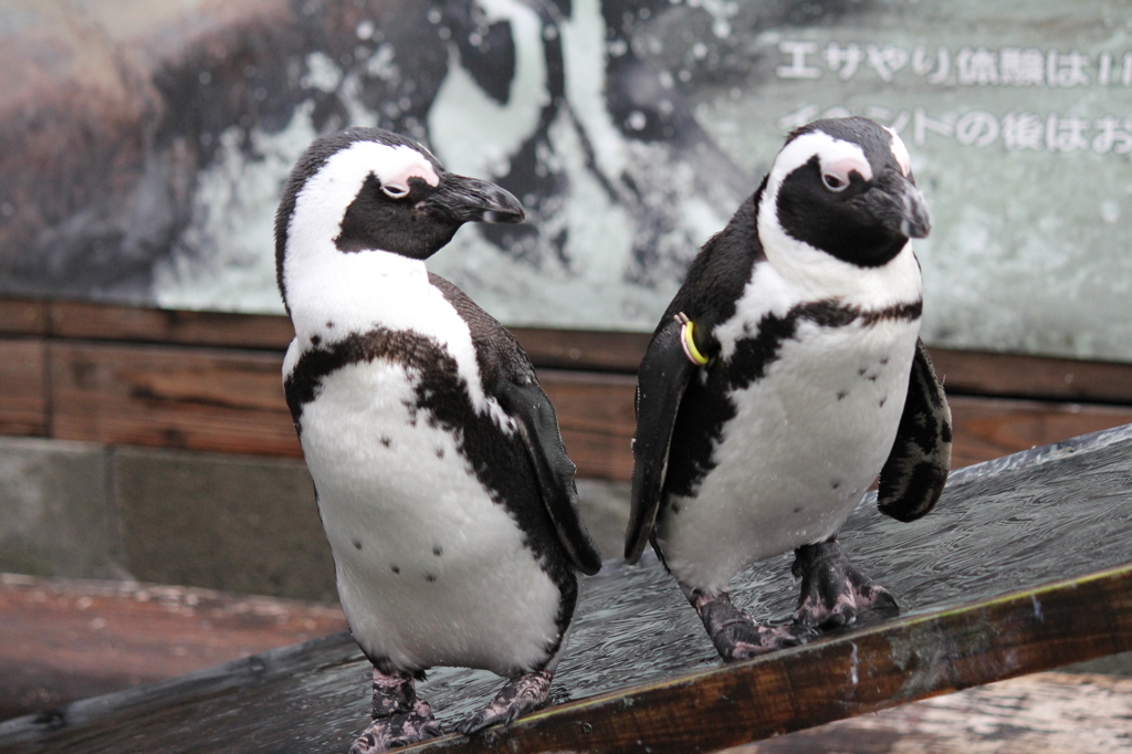 もう、きらい！