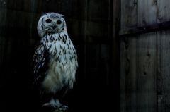 ベンガルワシミミズク