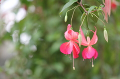 ピンクのお花