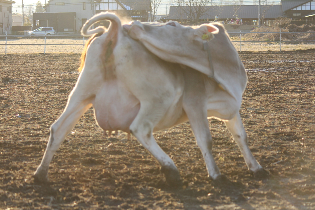 バーン！（仗助風）