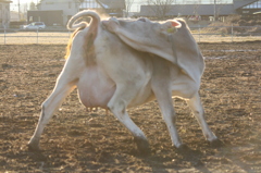 バーン！（仗助風）