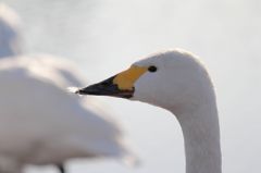 おしゃれはくちばしから