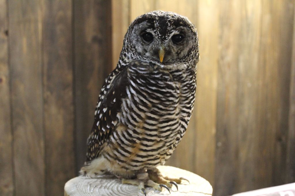 アカアシモリフクロウ