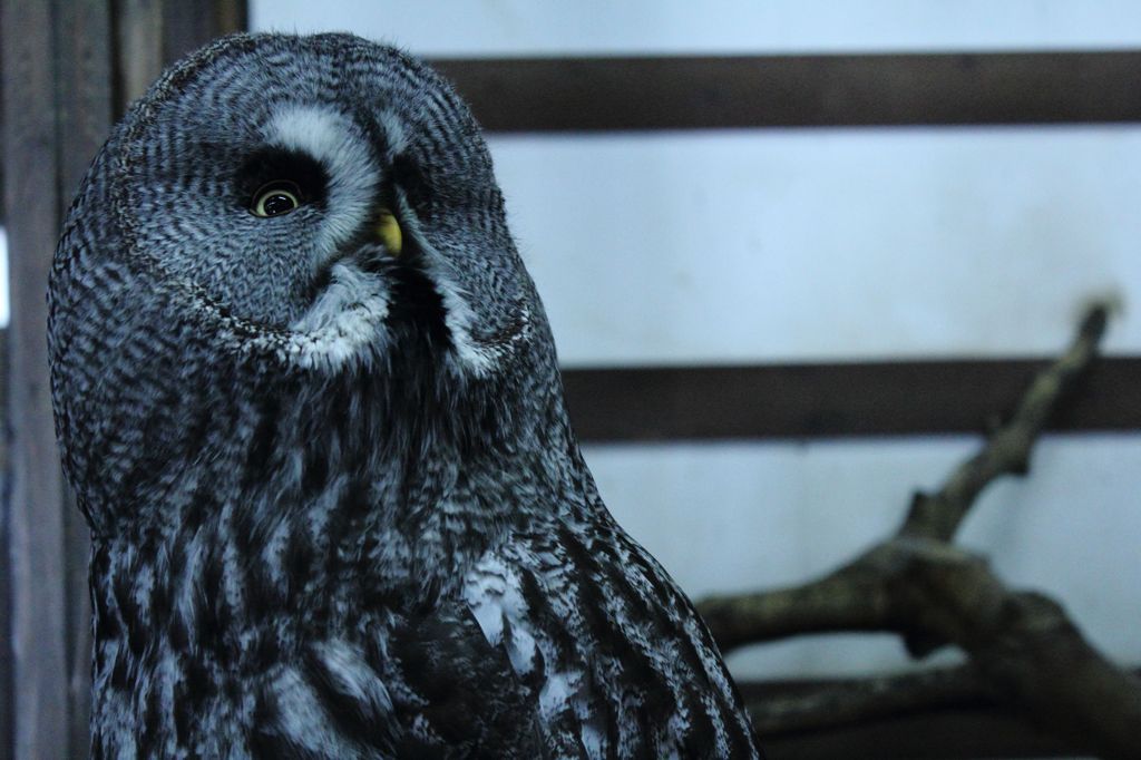 カラフトフクロウ