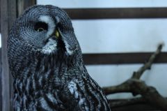 カラフトフクロウ