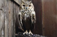 ファラオワシミミズク