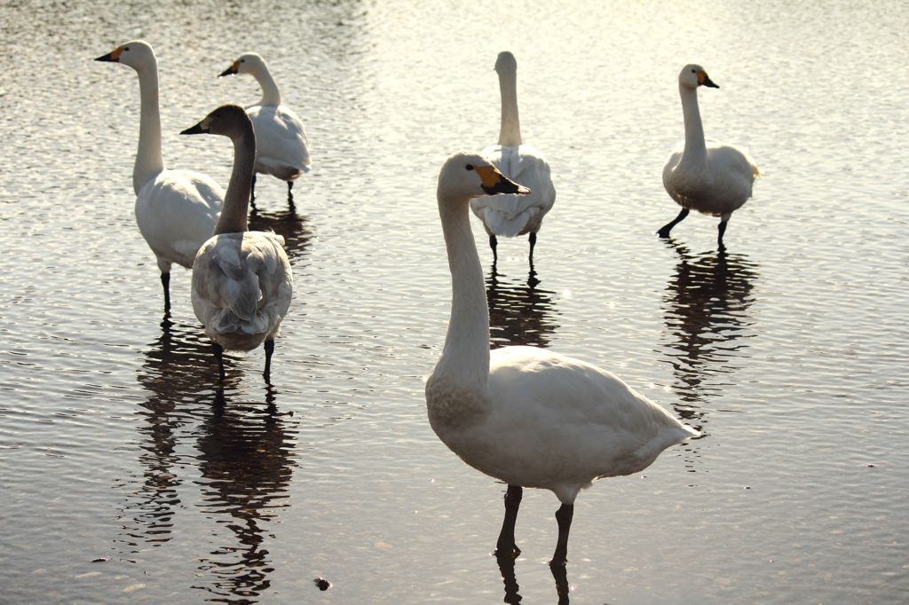 あっち向いてほいほい