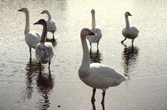 あっち向いてほいほい