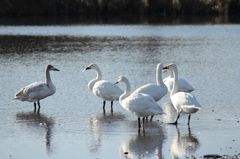 君にも白い羽をあげるね