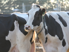 ヴァニラアイスクリーム