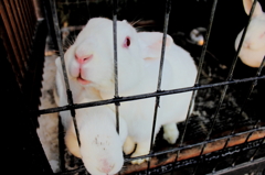 目が、目がぁ！