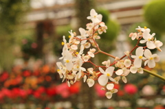 白い小さなお花