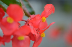 京都植物園