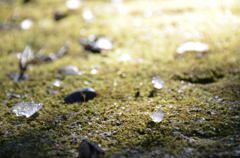 twinkle of snow