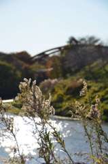 花見川のほとりで